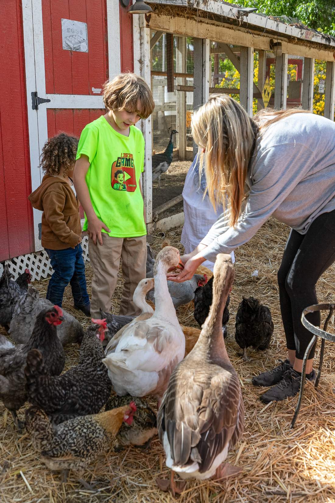 Feeding geese and chickens from an outstretched hand while children watch.